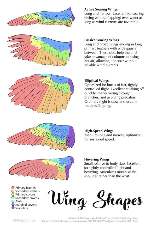 Bird Wing Shapes