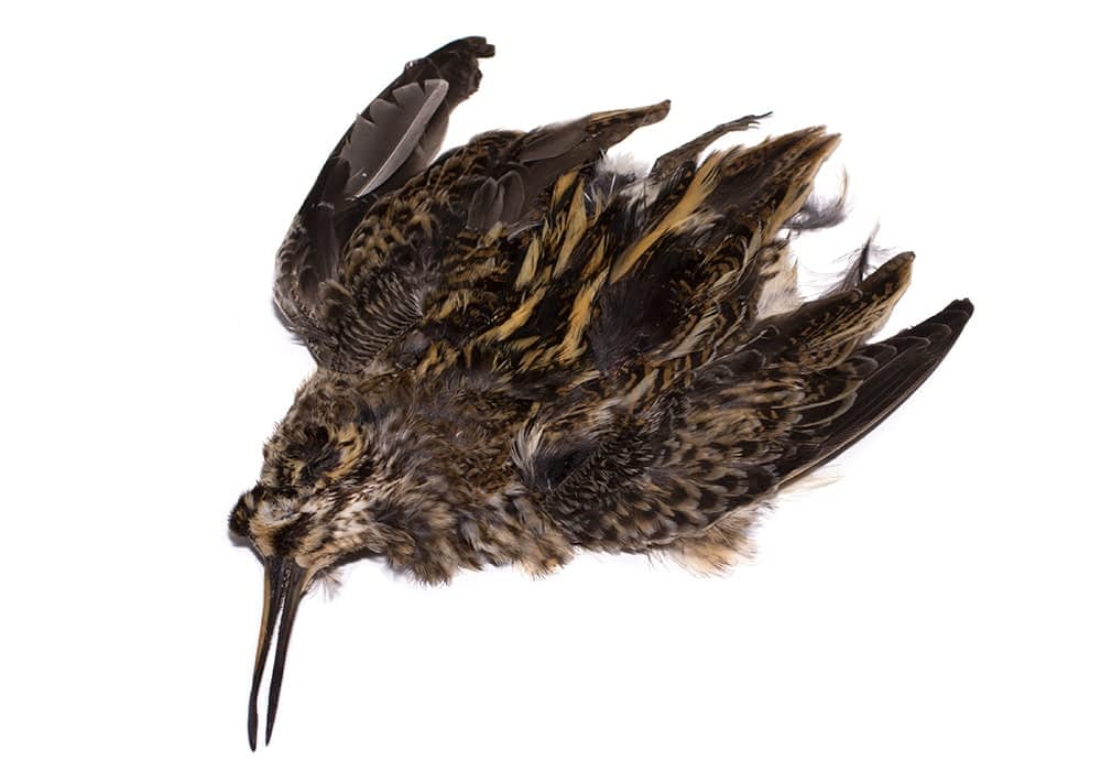 jack snipe hackles for north country spiders