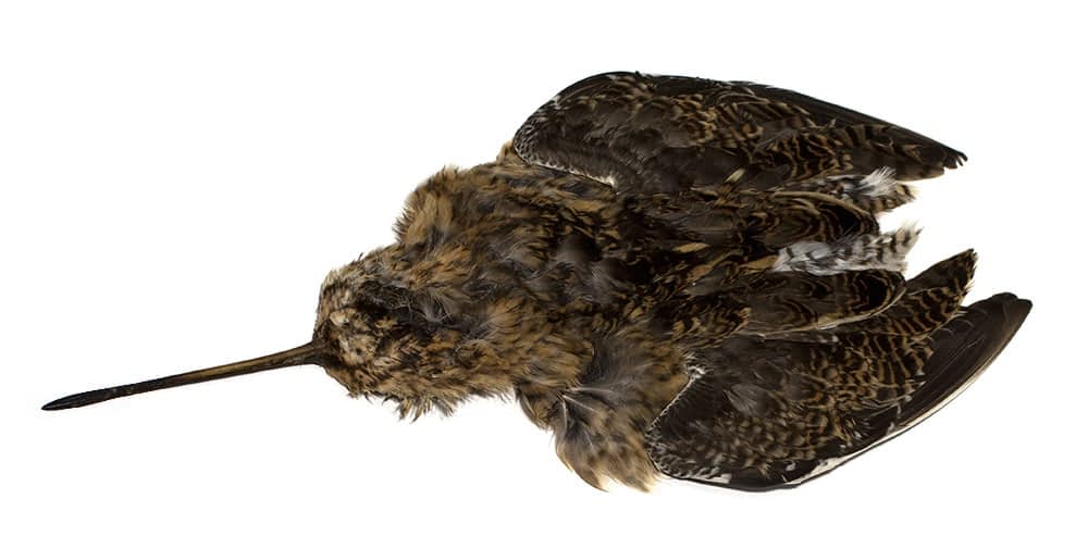 common snipe skin for north country spiders