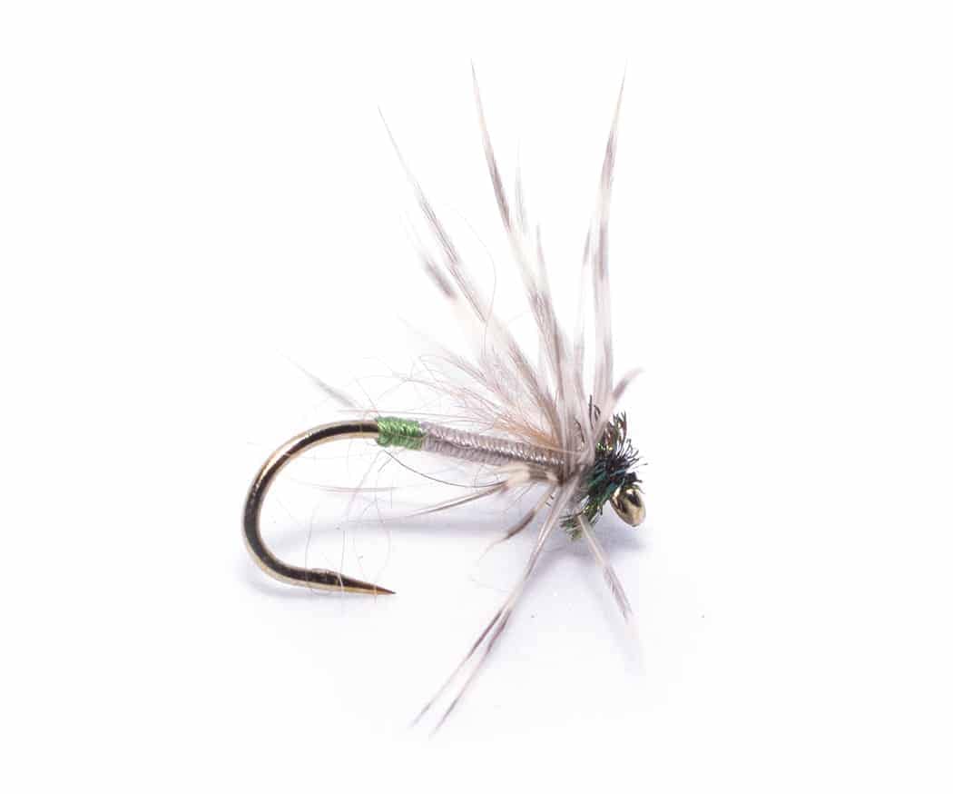 North Country Spider Greentail