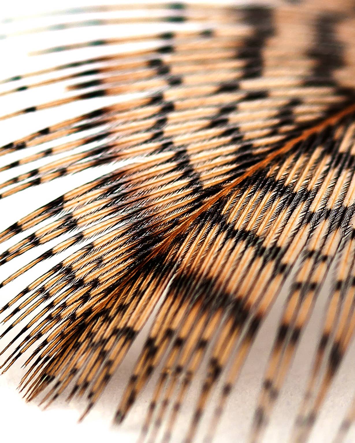 A Guide to Choosing North Country Hackles