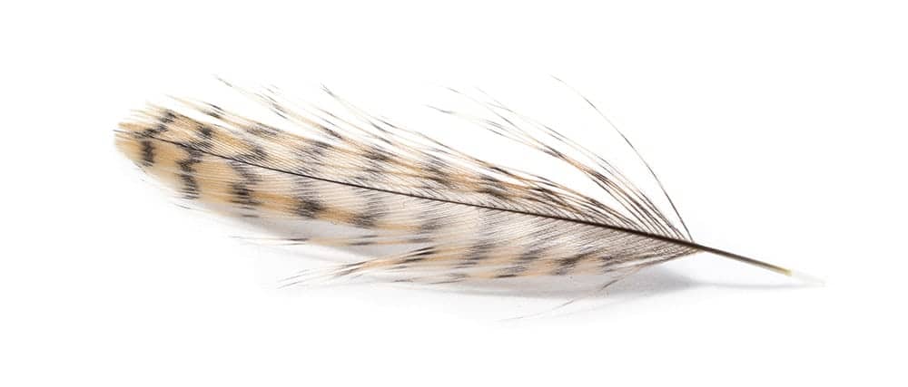 snipe rump hackle for north country spiders