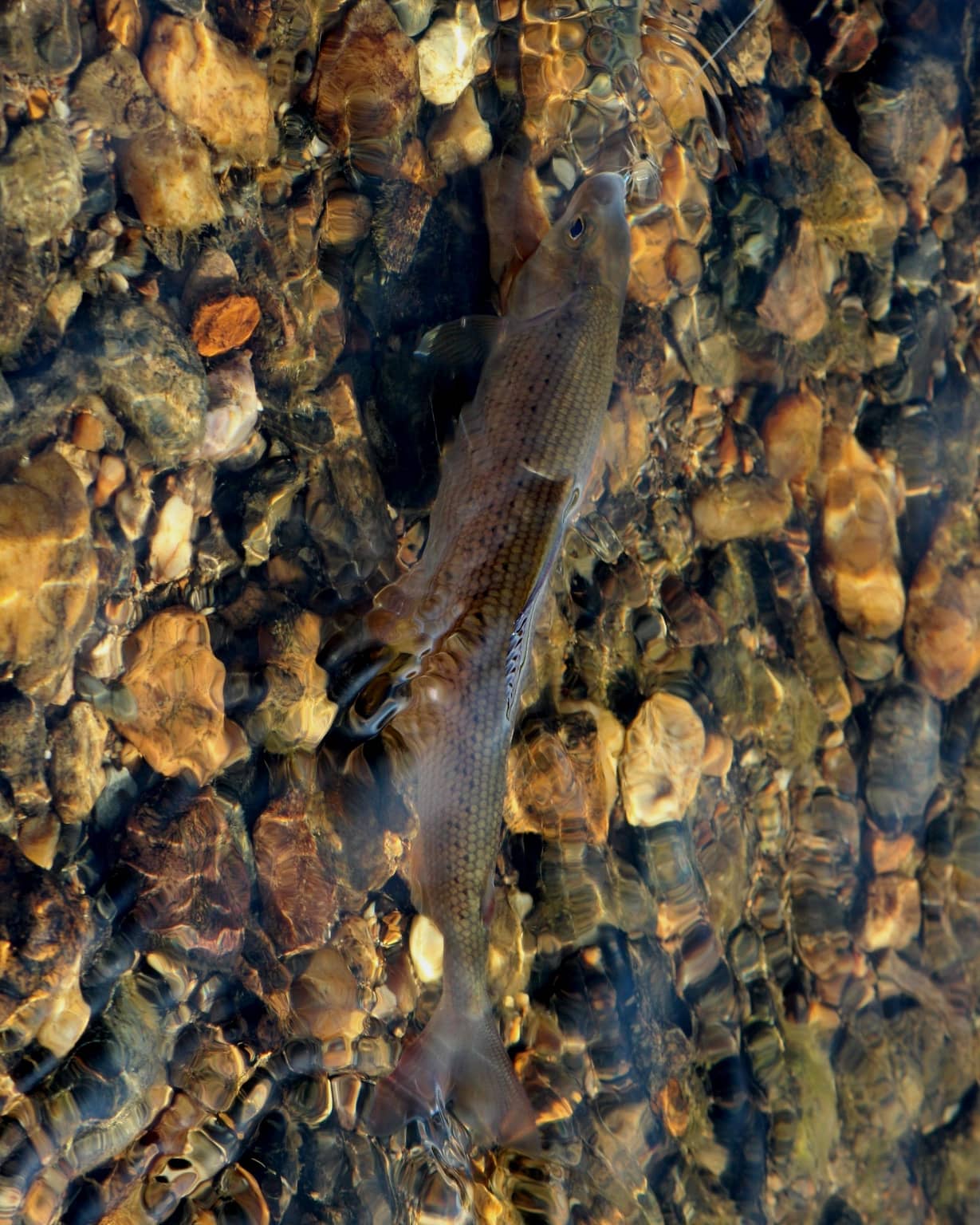 Autumn Grayling And The Dry Fly