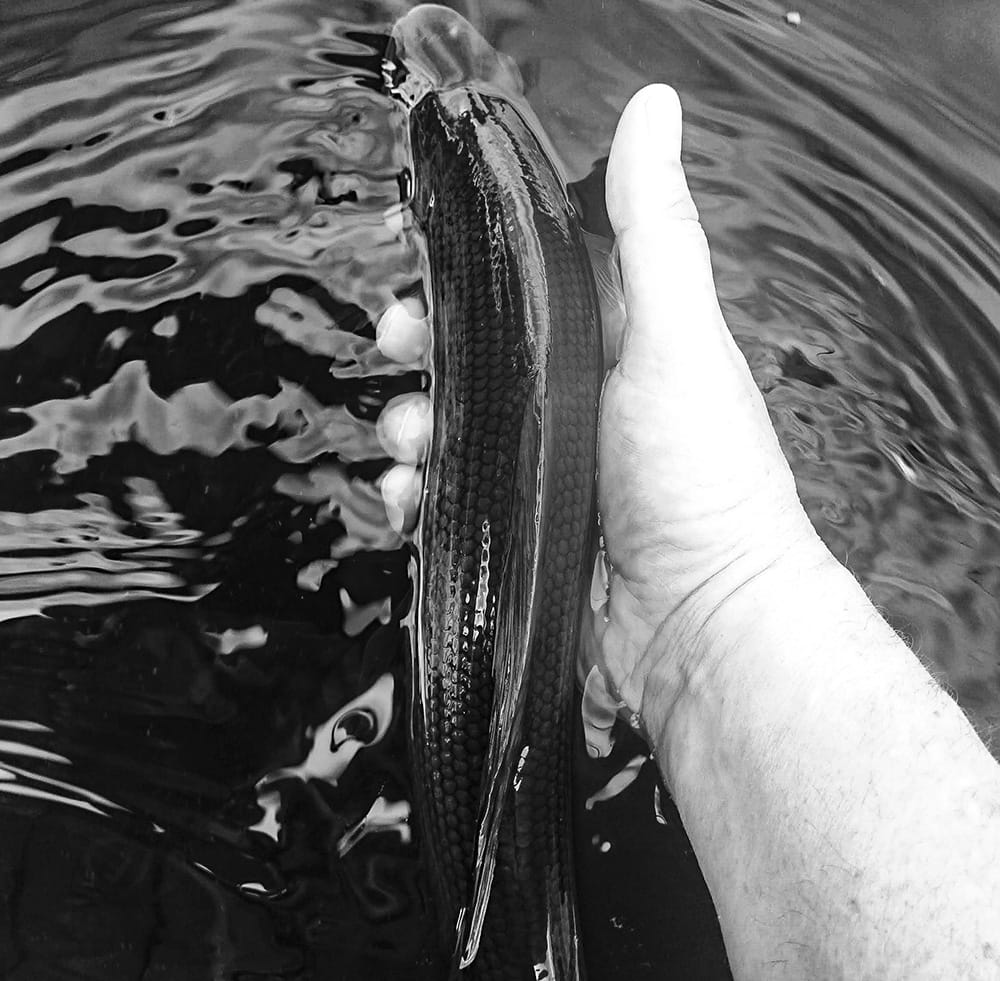 Autumn Grayling From The River Wharfe